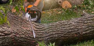 How Our Tree Care Process Works  in  Chestnut Ridge, NY