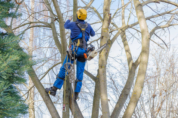 Seasonal Cleanup (Spring/Fall) in Chestnut Ridge, NY