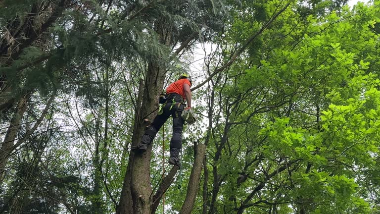 Best Tree Removal  in Chestnut Ridge, NY