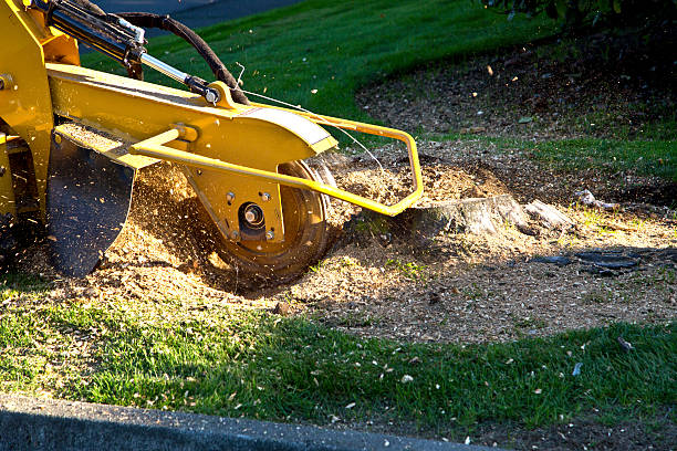 Best Lot and Land Clearing  in Chestnut Ridge, NY