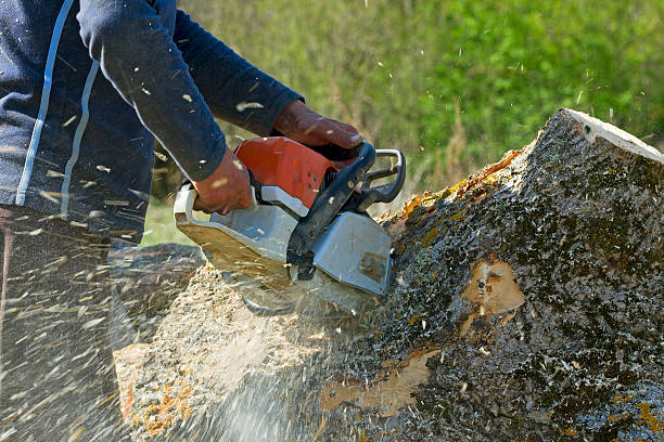 Trusted Chestnut Ridge, NY Tree Care Services Experts